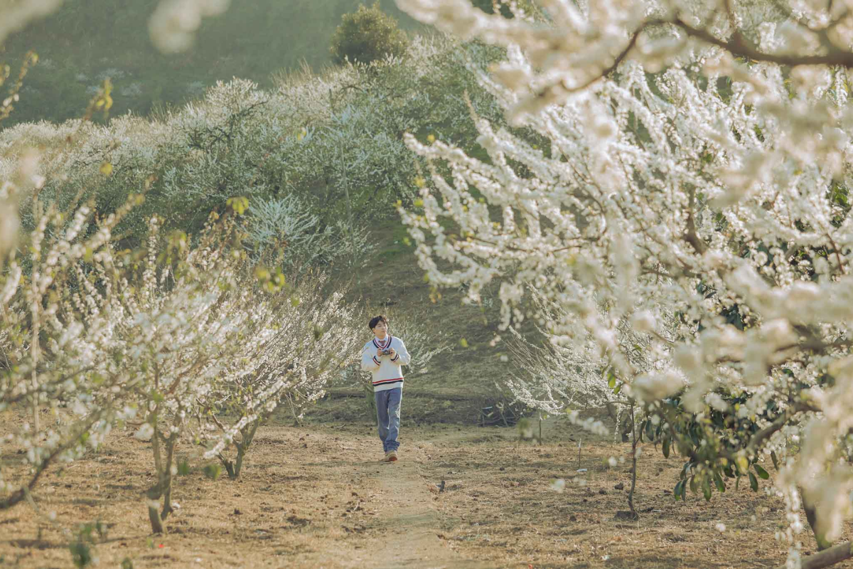 Hilltop view of white plum flowers covering the valley in Moc Chau